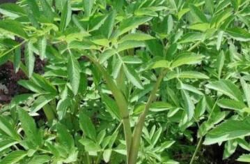 白芨種植發(fā)展前景怎么樣？