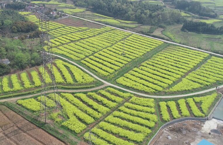 白芨資源急劇減少的原因是什么？